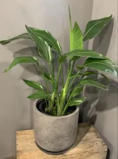深みのある葉色が魅力的なムサノノ4A 観葉植物 沖縄育ち 5号鉢 高さ