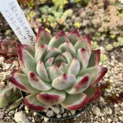 2025年最新】コロラータ ルーフの人気アイテム - メルカリ