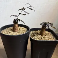 2026年最新】パキプス 鉢の人気アイテム - メルカリ