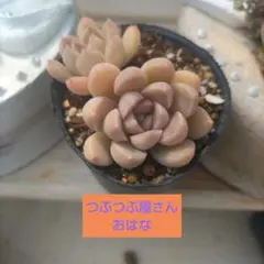 つぶつぶ屋 ピノチオ - メルカリ