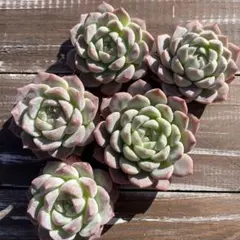 多肉植物　ザラドニス×アルバhyb【抜き苗】錦玉園さん苗 多肉植物 ザラドニス×アルバhyb【抜き苗】錦玉園さん苗 - メルカリ