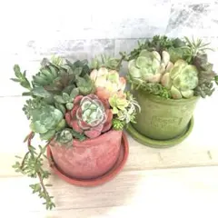 ★そのまま飾れる★多肉植物★寄せ植え★ストーン風な鉢。グリーンとレッドのセット☆