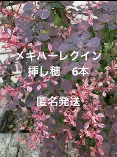 186. トキワマンサク 抜き苗 - メルカリ