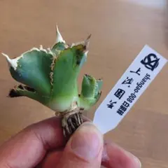 2026年最新】白豪刺の人気アイテム - メルカリ