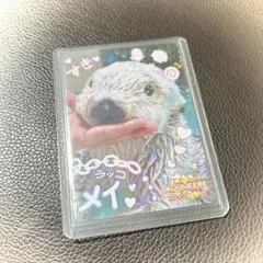 【土日値下】鳥羽水族館 ラッコ メイ 誕生日福袋 土日値下】鳥羽水族館 ラッコ メイ 誕生日福袋 - メルカリ