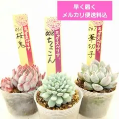 ①ちょこん❣️桜鬼❣️華切子❣️夏休み価格!発根済!おらいさん苗 メルカリ便込のサムネイル