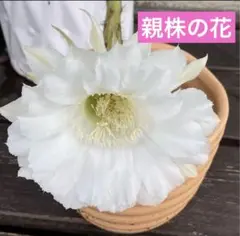 2025年最新】大輪花サボテンの人気アイテム - メルカリ