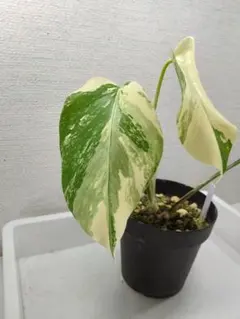 【mor様専用】モンステラ・ホワイトタイガー 2025-㉑