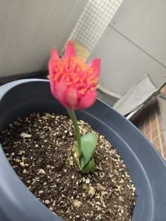 マユハケオモトピンク③ 楽天市場】【送料無料】マユハケオモト ピンク A : 片岡笑幸園「悠々