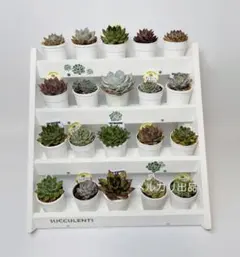 2026年最新】多肉植物 棚の人気アイテム - メルカリ
