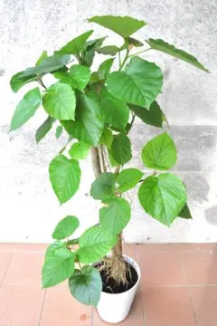 フィカス ウンベラータ 144cm S-shaped tree form8号 - メルカリ