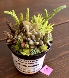 10 そのまま飾れます❤️ カラフル　紅葉　多肉植物　寄せ植え　育て方メモつき