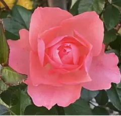 バラ苗 希少 切花品種　 四季咲き 豪華 薔薇苗 バラ苗 希少 切花品種 四季咲き 豪華 薔薇苗 - メルカリ