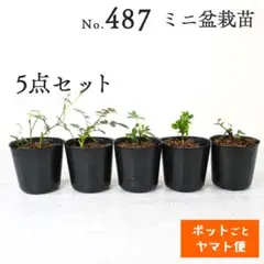 ポットごとヤマト便488】盆栽用苗5点セット - メルカリ