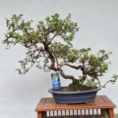 樹高18㎝ 逸品❗️極小葉 チリメンカズラ 小品 盆栽 真柏 黒松 五葉松