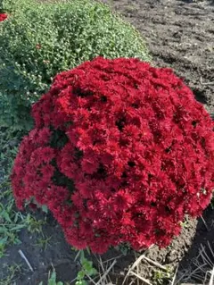 ざる菊♪塊の抜き苗　赤色のサムネイル