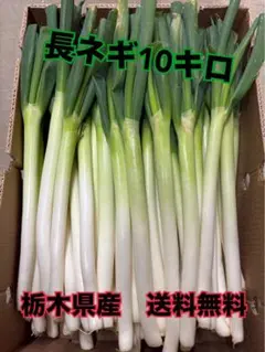 鳥取県産 白ネギ「春香葱」 20kg 長ネギ - メルカリ
