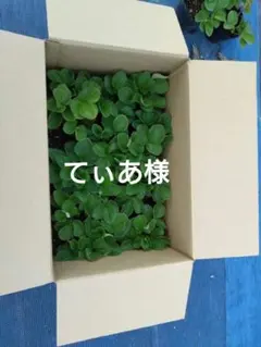 てぃあ様専用　イチゴ苗　　12株　ポット苗土付き