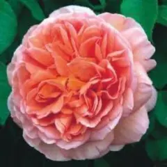 バラ苗 ピンク・オレンジ系 ロゼット咲き