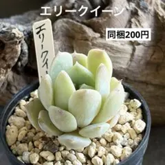 ❣️エリークイーン❣️現品 エケベリア 寄せ植え 多肉弁当 多肉植物 