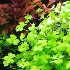 560様 リクエスト 3点 まとめ商品