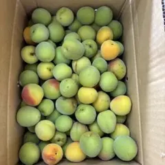 ananas　予約品　鹿児島　南高梅　生産者直送 ananas様専用 予約品 鹿児島 南高梅 生産者直送 梅 - メルカリ