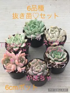 2025年最新】スリラーパール 多肉の人気アイテム - メルカリ