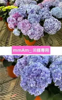 2026年最新】塩原花園の人気アイテム - メルカリ