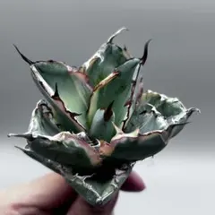 2026年最新】アガベBBの人気アイテム - メルカリ