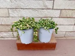 多肉植物・斑入りグリーンネックレス鉢植え２ポット