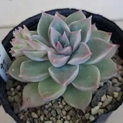 No.3 七福神 抜き苗 多肉植物 - メルカリ