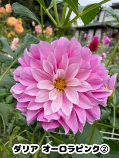 HANA様 リクエスト 4点 まとめ商品