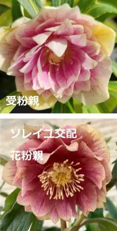 広瀬園芸✨ダークパープル✨ダブル♥クリスマスローズ✨剣弁✨来季用✨ 広瀬園芸多弁ソレイユ
