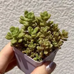 2026年最新】つぶつぶ屋 小梅の人気アイテム - メルカリ