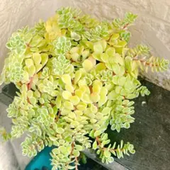 多肉植物　班入り丸葉万年草　 もりもり　抜き苗ポットの中全部のサムネイル