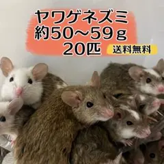 2026年最新】ヤワゲネズミの人気アイテム - メルカリ