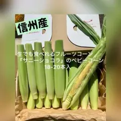 信州産　サニーショコラ　ベビーコーン 18-20本入　ヤングコーン❗️のサムネイル