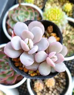 もも様 リクエスト 4点 まとめ商品