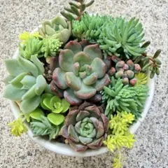 多肉植物 カット苗セット A - メルカリ
