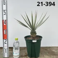 2025年最新】ユッカ 植物の人気アイテム - メルカリ