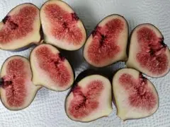 2025年最新】イチジク穂木の人気アイテム - メルカリ