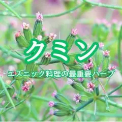 【ハーブの種】クミン☆ウマゼリ 種子 約200粒！