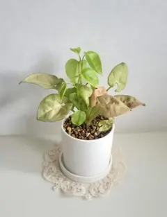 そのまま飾れる♡シンゴニウム　ネオン♡ペペロミア　セルペンス♡寄せ植え