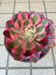 アエオニウム　七彩石錦　30cm アエオニウム・七彩石錦 - メルカリ