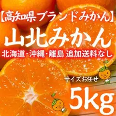 183ブランドみかん 高知県産 山北みかん5kg 特産 産地直送 蜜柑 送料無料