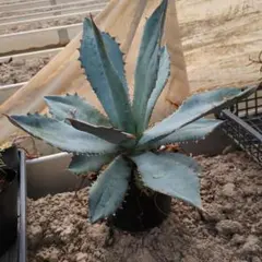 2026年最新】チタノタブルー 大株の人気アイテム - メルカリ