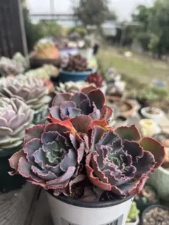 momo⭐️様 リクエスト 6点 まとめ商品