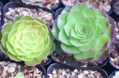 多肉植物。アエオニウム ライチ 法師錦11頭 - メルカリ