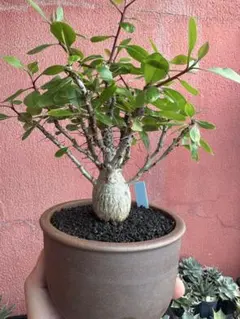 2025年最新】フォークイエリア ファシクラータ 実生の人気