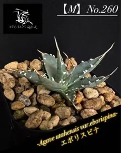 2025年最新】エボリスピナ 実生の人気アイテム - メルカリ